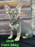 Lincoln Male AKC French Bulldog $1200