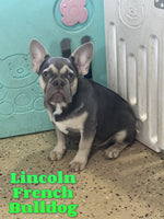 Lincoln Male AKC French Bulldog $1100