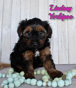 Yorkipoo