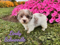 Lindy Female Schnoodle $1625