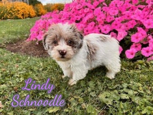 Schnoodle