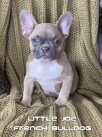 Little Joe Male AKC French Bulldog $1800