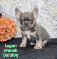 Logan Male AKC French Bulldog $1200