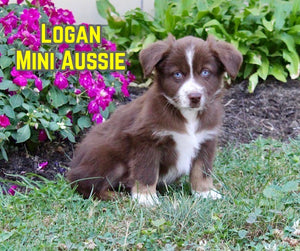 Mini Australian Shepherd
