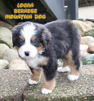 Logan Male AKC Bernese Mountain Dog $1450