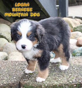 Bernese Mountain Dog