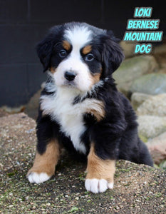 Bernese Mountain Dog