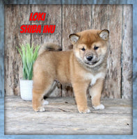 Loki Male AKC Shiba Inu $999