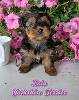Lola Female Yorkshire Terrier $750