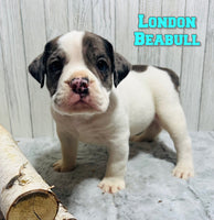 London Male Beabull $1100