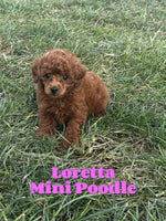 Loretta Female AKC Mini Poodle $600