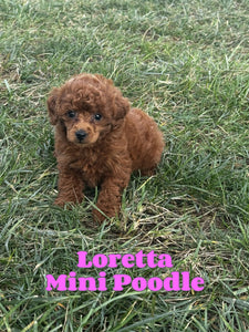 Mini Poodle