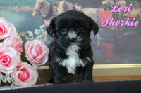 Lori Female Shorkie $750