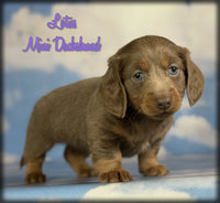  Mini Dachshund