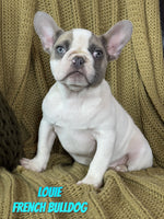 Louie Male AKC French Bulldog $1800