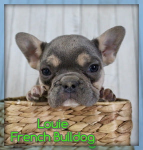 French Bulldog