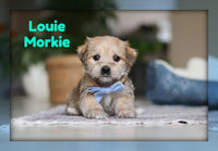 Louie Male Morkie $1600