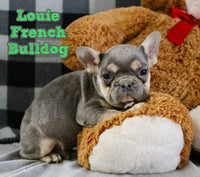 Louie Male French Bulldog $2695