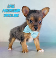 Louie Male Pomeranian Yorkie Mix $975