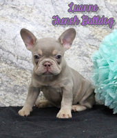 Luanne Female AKC French Bulldog $1300
