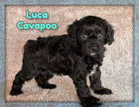 Cavapoo