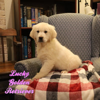 Lucky Female English Cream Golden Retriever $575