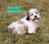 Lucky Male Malshi $325