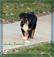 Lucky Male Beabull $550