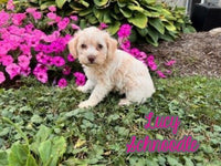 Lucy Female Schnoodle $1325