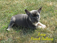 Lucy Female AKC French Bulldog $2500