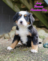 Lucy Female AKC Bernese Mountain Dog $1650