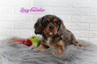 Lucy Female AKC Cavalier $1300