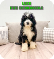 Luke Male Mini Bernedoodle $650