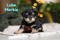 Luke Male Morkie $1700