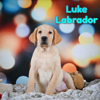 Luke Male Labrador Retriever $750