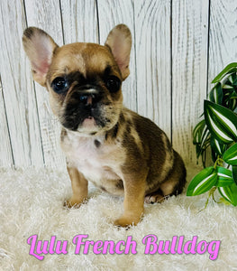 French Bulldog