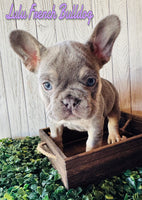 Lulu Female AKC French Bulldog $2400