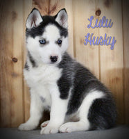 Lulu Female Siberian Husky $775