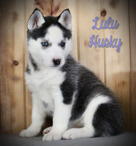 Siberian Husky