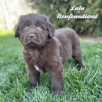 Lulu Female Newfoundland $1375