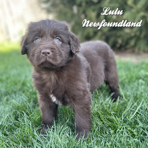 Newfoundland 