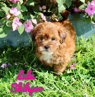 Shihpoo