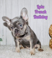 Lulu Female AKC French Bulldog $1650