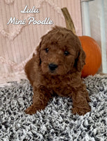Lulu Female AKC Mini Poodle $875