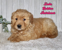 Lulu Female AKC Golden Retriever $950