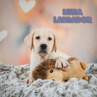 Luna Female Labrador Retriever $900