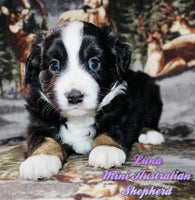 Luna Female AKC Mini Australian Shepherd $450