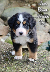 Bernese Mountain Dog