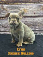 Lynn Male AKC French Bulldog $1500