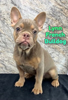 Lynn Male AKC French Bulldog $1250